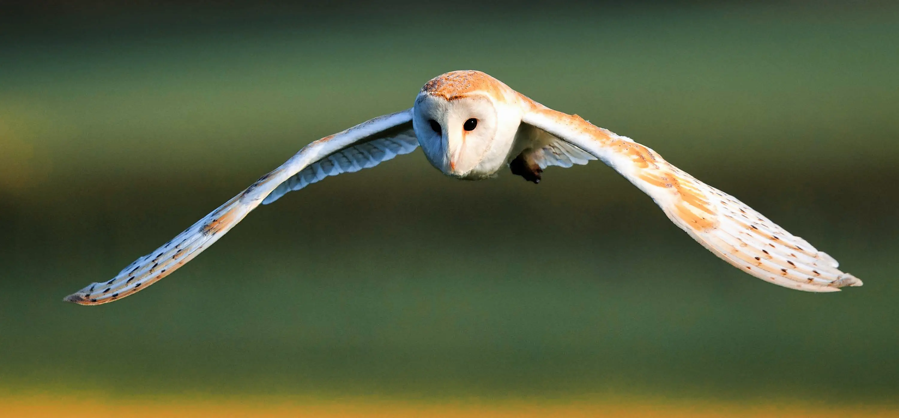 BarnOwl1290x600 2