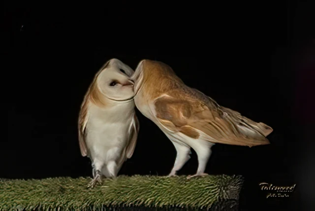 Barn Owl SM J Taylor 2023 01