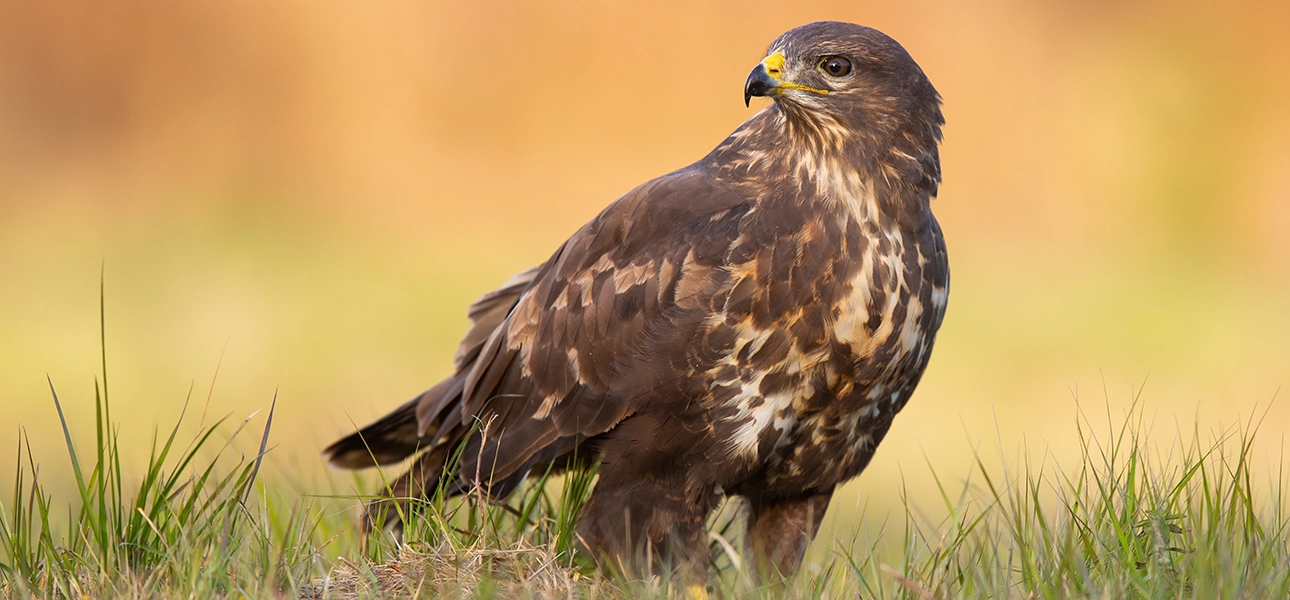 Common Buzzard