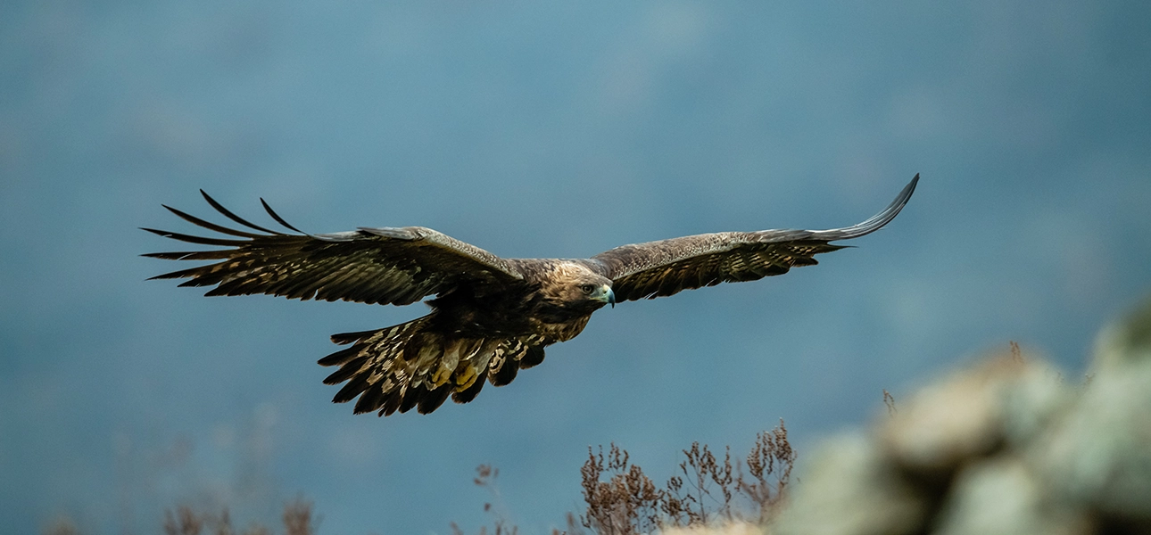 Golden Eagle 1290x600