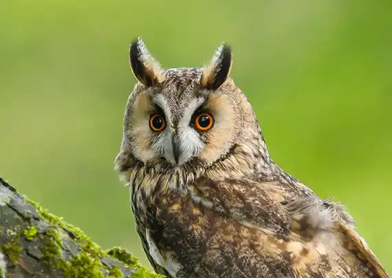 Long-Eared Owl