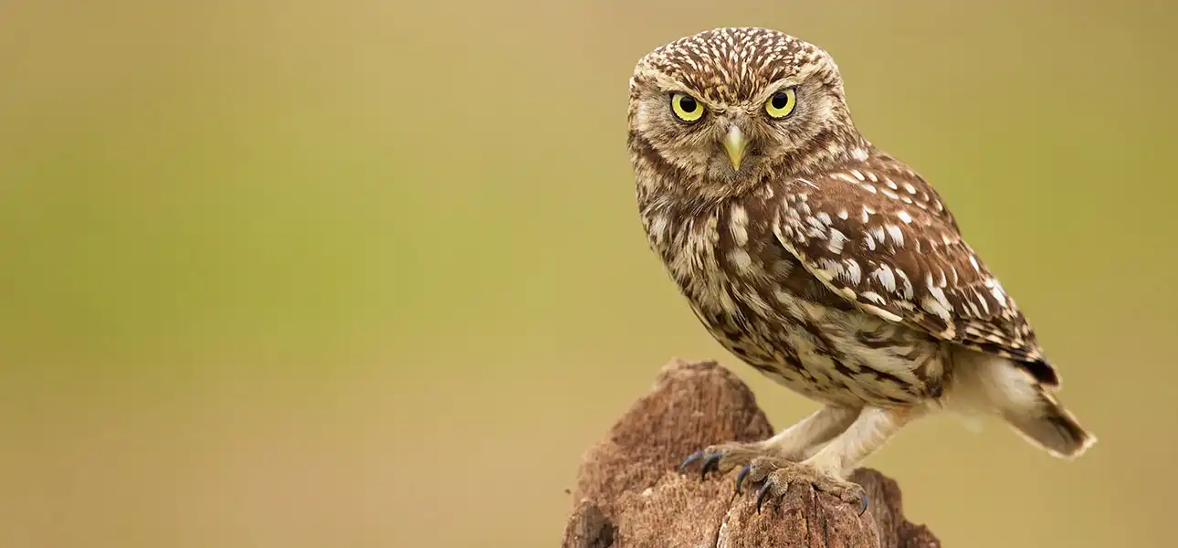Little Owl