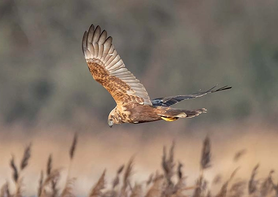 Marsh Harrier