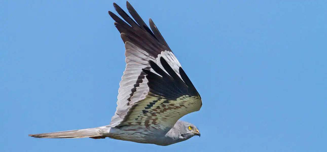 Montagus Harrier
