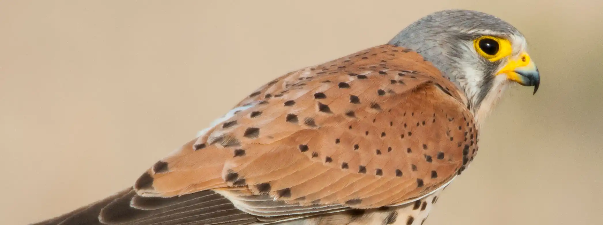 kestrel