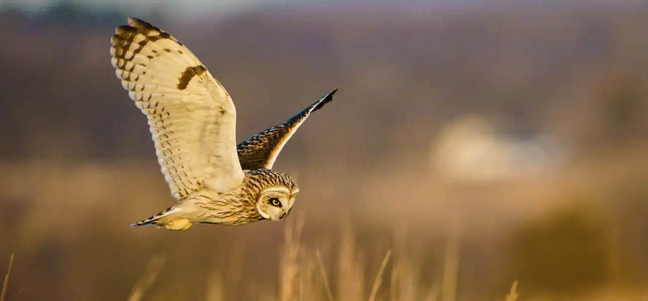 short earred owl