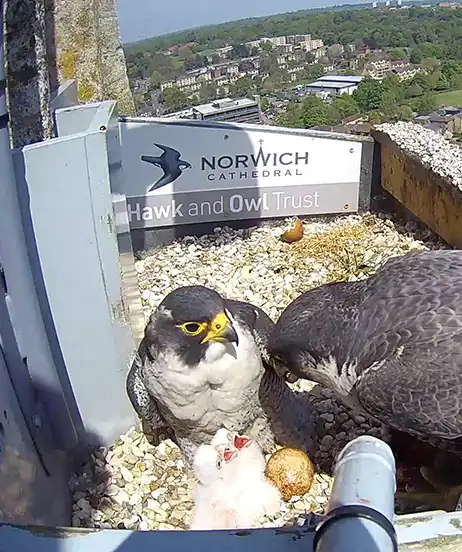 images/Links/Norwick%20link%201.webp#joomlaImage://local-images/Links/Norwick link 1.webp?width=462&height=552