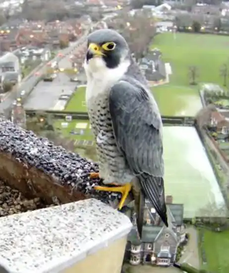 images/Links/norwich%20links%203.webp#joomlaImage://local-images/Links/norwich links 3.webp?width=462&height=552