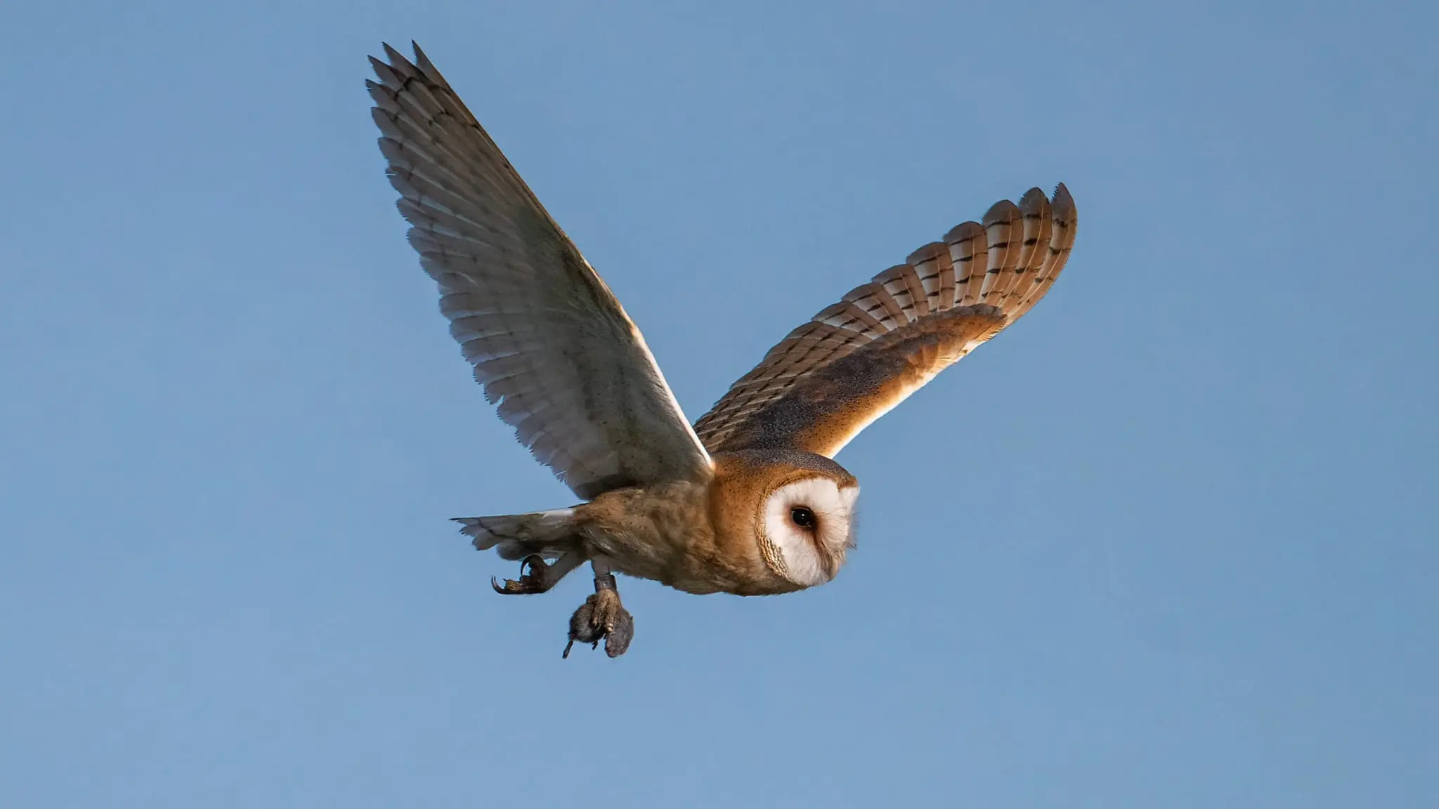 Barn Owl A Thompson