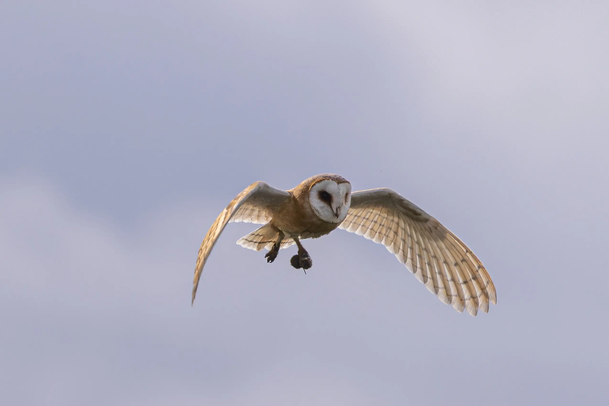 Barn Owl O. Chambers Smith