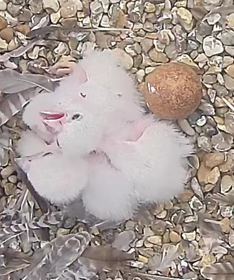 EggFailsto Hatch