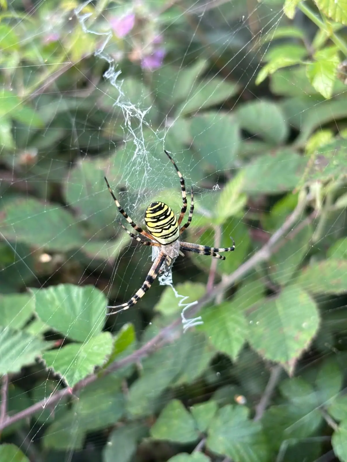 Wasp Spider J. Kenworthy converted