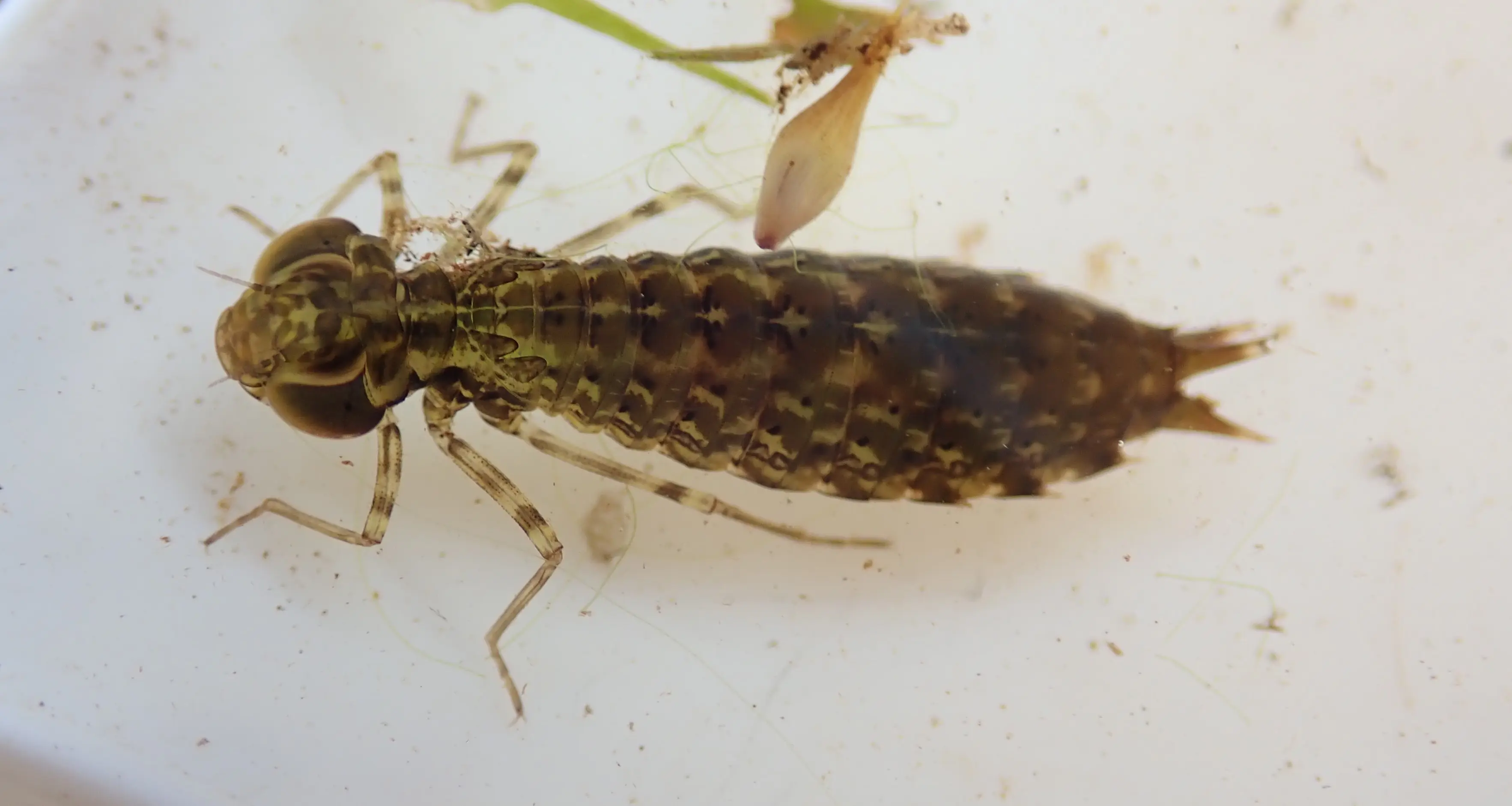 Emperor larvae copy