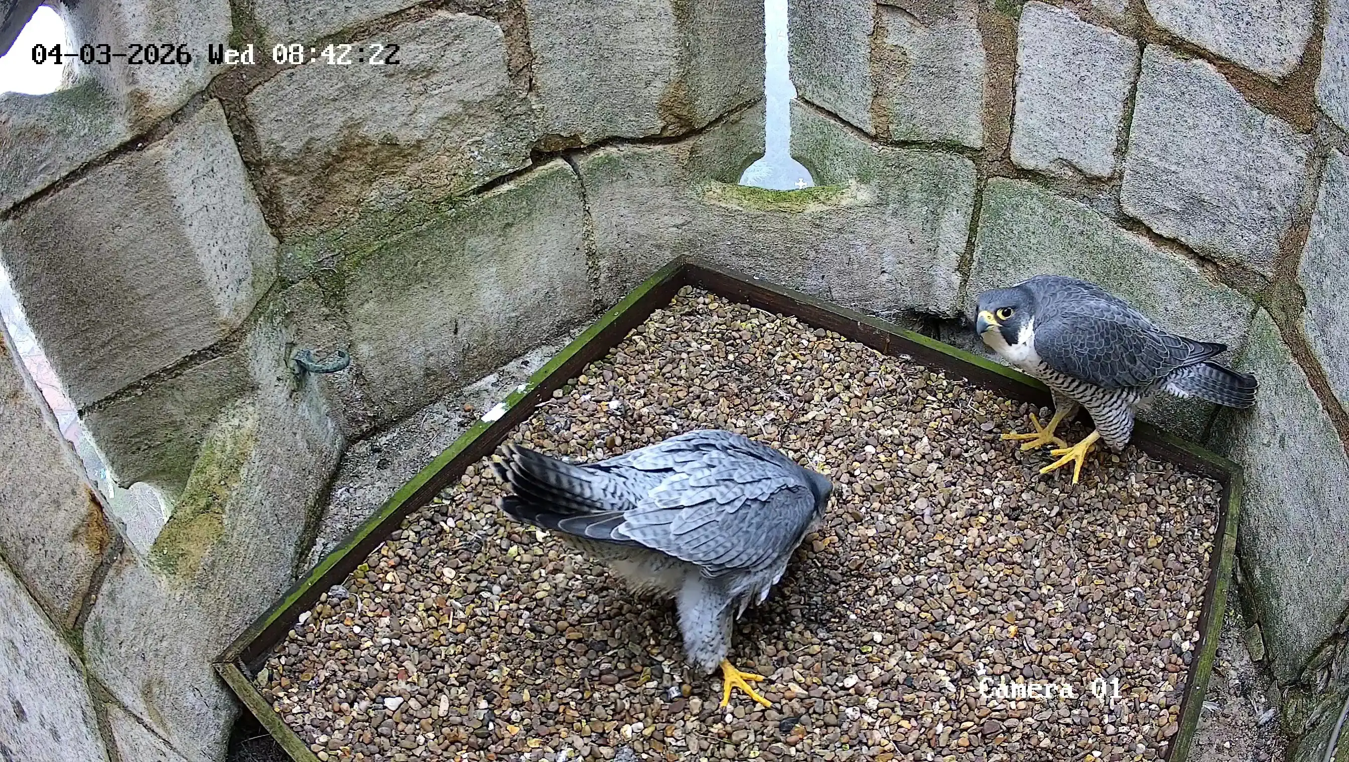 Base Cam 2026 03 04 07 43 33.846 copy