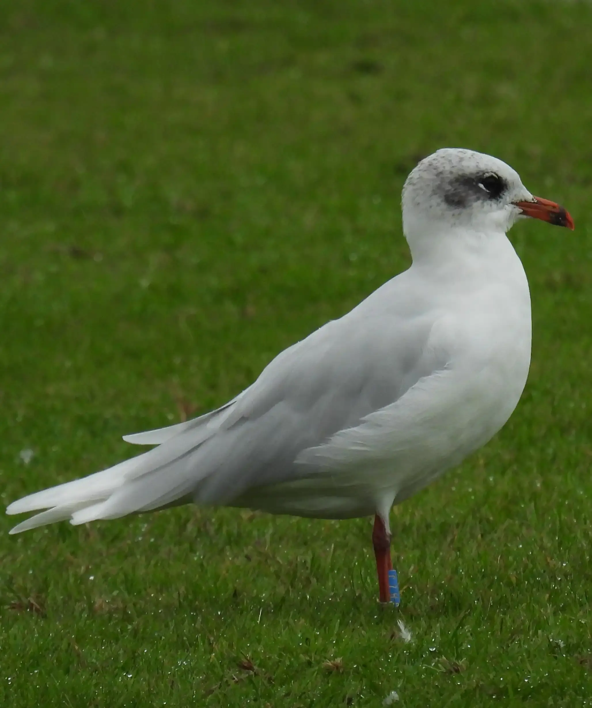 Adult Mediterranean Gull, Sheringham 15th October 2025 (Jane Crossen)