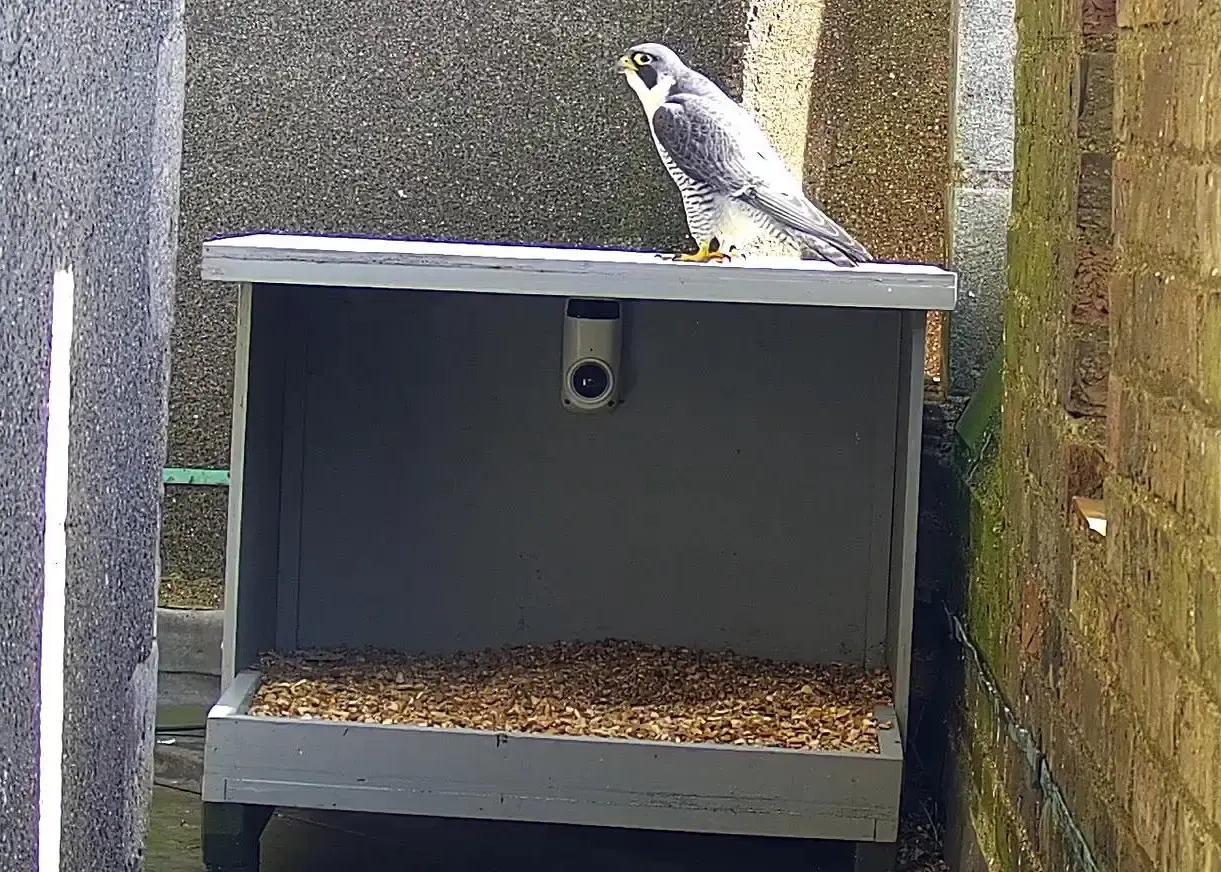 West Tower PTZ 2026 03 02 12 46 04.829 copy