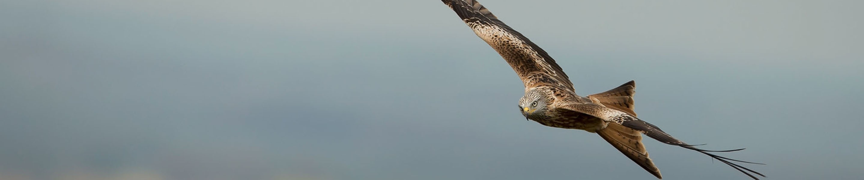 Conserving Wild Birds of Prey and their Habitats