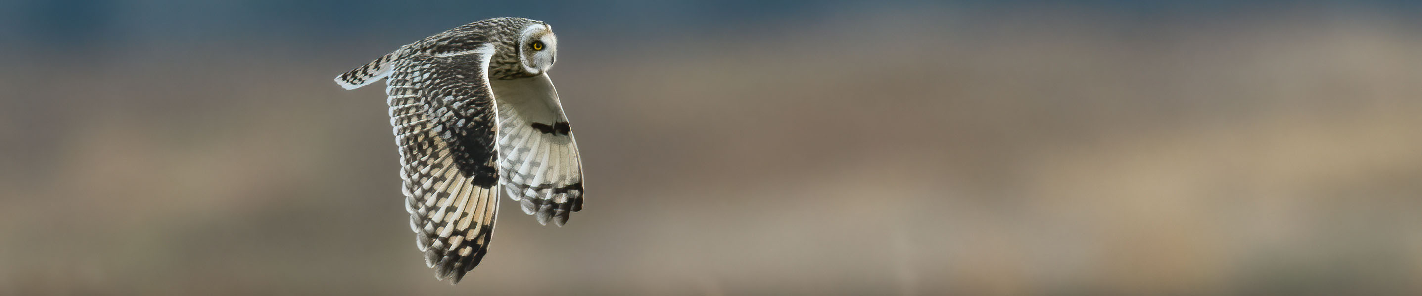 Conserving Wild Birds of Prey and their Habitats